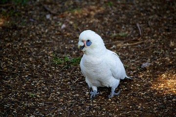 Fototapeta premium Salmon-crested Cockatoo (Cacatua moluccensis)