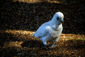 Fototapeta premium Salmon-crested Cockatoo (Cacatua moluccensis)