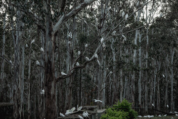 Group of sulphur crested cockatoos in Australian bush garden setting with tall gum trees
