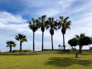 Palm trees with green meadow by the seaside
