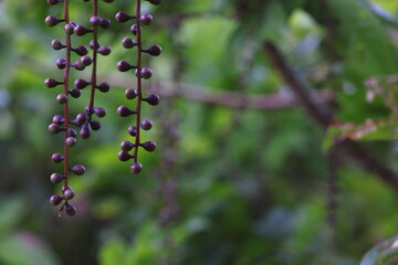 沖縄県宮古島　サガリバナの風景