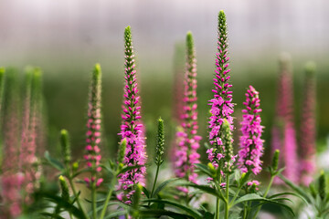Fototapeta premium Close up of live plants in a home garden on a sunny day