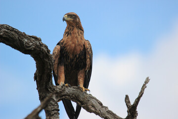 Tawny Eagle, Kruger National Park, South Africa 