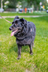 Tuvan shepherd dog cute black dog on the grass