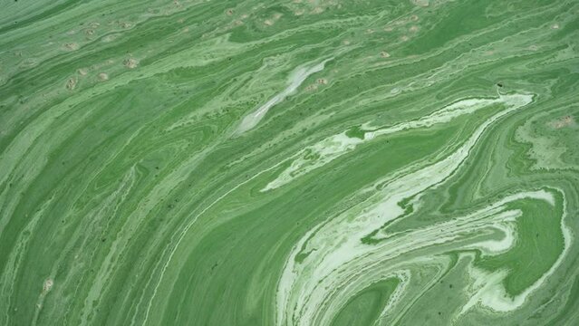 Water pollution by blooming blue-green algae on Dnieper river