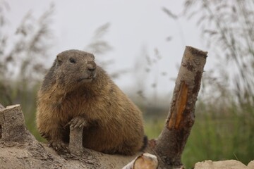 marmot in the mountains of switzerland
