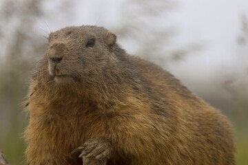 marmot in the mountains of switzerland