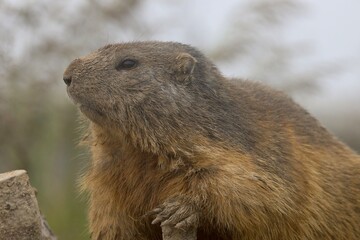 Naklejka na ściany i meble marmot in the mountains of switzerland
