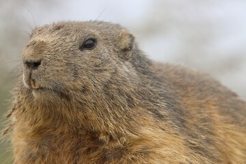 marmot in the mountains of switzerland