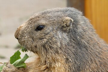 marmot in the mountains of switzerland