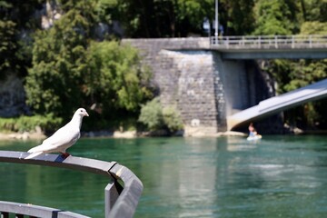 seagull on the bridge