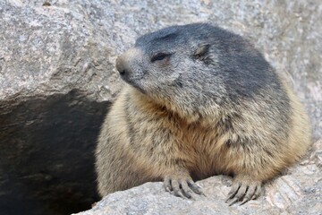 marmot in the mountains of switzerland