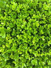 Green small leaf.
Tropical young green plant as background.
Green mint plants in growth at field.