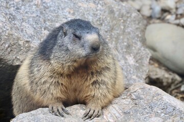 marmot in the mountains of switzerland