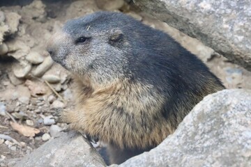 marmot in the mountains of switzerland