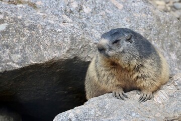 marmot in the mountains of switzerland