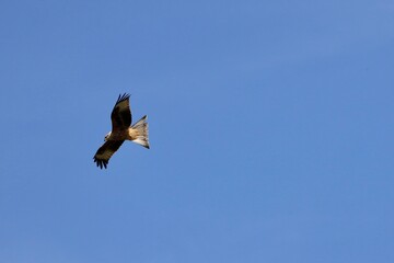 red kite soaring in the sky