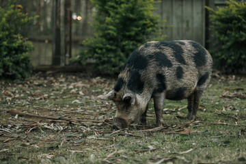 Naklejka na ściany i meble Large spotted pet pig in Australian garden