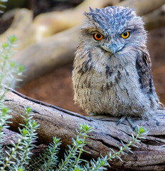 Beautiful Tawny Frogmouth Bird with large yellow eyes standing on branch Sydney NSW Australia