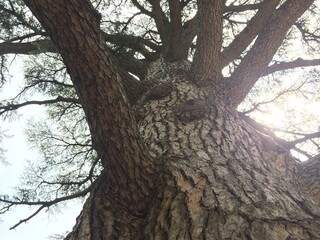 tree in the park