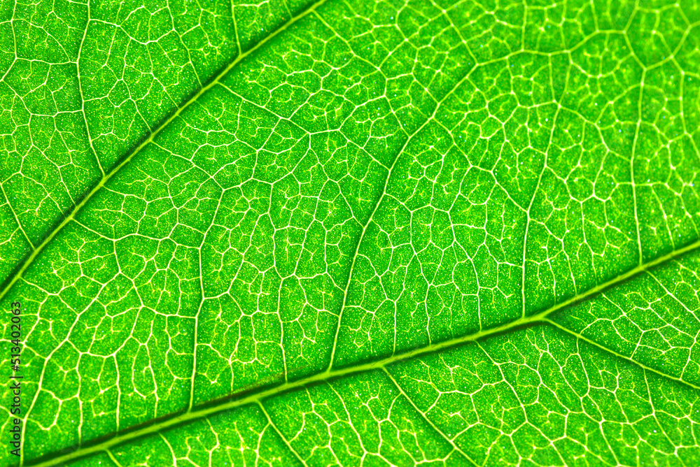 Wall mural bright green natural background. jasmine leaf in close-up macro with crisp texture.