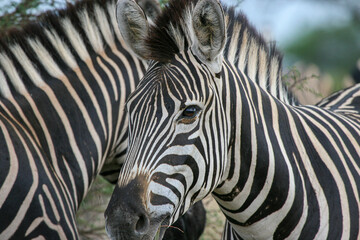 Fototapeta na wymiar Plains Zebra, Kruger National Park, South Africa