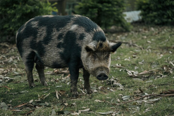 Large spotted pet pig in Australian garden