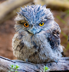 Beautiful Tawny Frogmouth Bird with large yellow eyes standing on branch Sydney NSW Australia