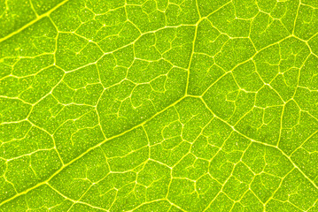 Bright green natural background. Jasmine leaf in close-up macro with crisp texture.