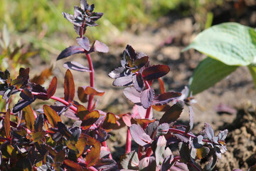 Sedum (Hylotelephium) plant with purple leaves in summer garden