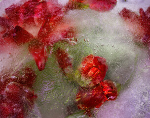 Red Roses in a Block of Ice