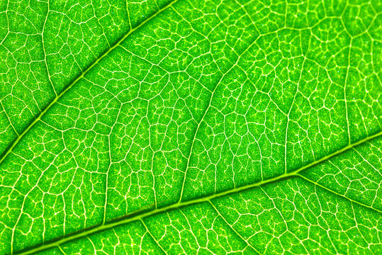 Bright green natural background. Jasmine leaf in close-up macro with crisp texture.