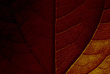 Dark red natural background. Jasmine leaf close-up with clear texture and shadows.