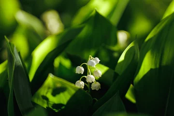Fototapeten Close-up of white beautiful tiny flowers on branch with huge green leaves of lily of the valley blooming blossoming on sunny day. Nature, botany, flora, spring, may, mothers day. Selective focus. © Юля Бурмистрова