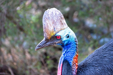 Beautiful Vivid colours of red blue pink and black Cassowary Casuaris with large red eyes and big horn on the head Sydney NSW Australia