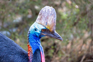 Beautiful Vivid colours of red blue pink and black Cassowary Casuaris with large red eyes and big horn on the head Sydney NSW Australia