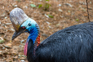 Beautiful Vivid colours of red blue pink and black Cassowary Casuaris with large red eyes and big horn on the head Sydney NSW Australia