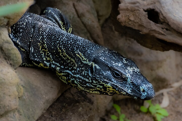 closeup portrait of an Eastern Monitor Lizard in a Sydney Park NSW Australia 