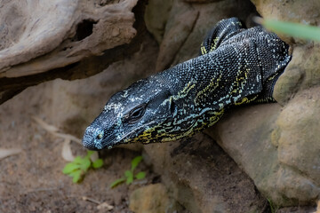 closeup portrait of an Eastern Monitor Lizard in a Sydney Park NSW Australia 