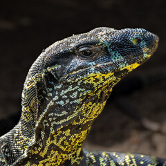 closeup portrait of an Eastern Monitor Lizard in a Sydney Park NSW Australia 