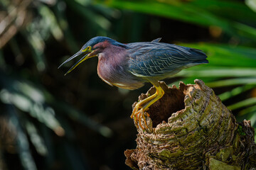 Green Heron perched on a stump