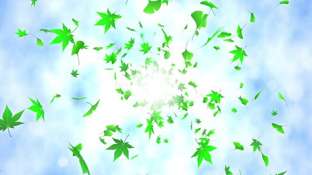 Loop back center maple ginkgo bright background