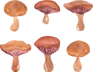 set of watercolor mushrooms with wavy cap vector isolated hand drawn