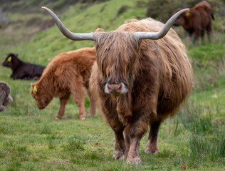 Brown haired longhorn Highland cow, also called Highland coo, photographed roaming on grassy hills on the Isle of Skye, Scotland UK.