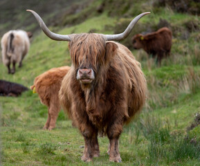 Brown haired longhorn Highland cow, also called Highland coo, photographed roaming on grassy hills on the Isle of Skye, Scotland UK.