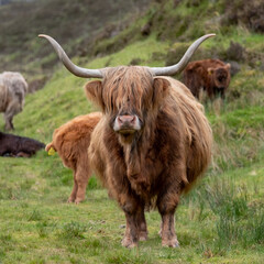 Brown haired longhorn Highland cow, also called Highland coo, photographed roaming on grassy hills on the Isle of Skye, Scotland UK.