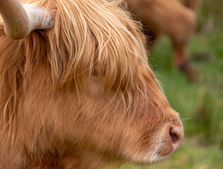 Brown haired longhorn Highland cow, also called Highland coo, photographed roaming on grassy hills on the Isle of Skye, Scotland UK.