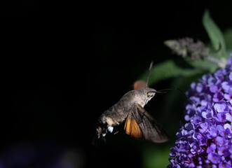 Close-up of a small butterfly, a dovetail (Macroglossum stellatarum), sucking on a purple lilac flower with its proboscis against a dark background.