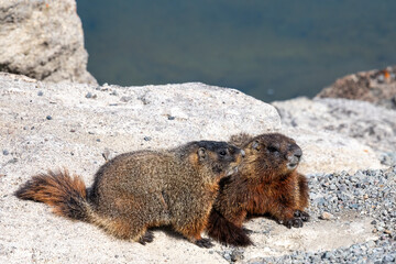 Two Yellow-bellied Marmot Posing on a Rock near Yellowstone Lake