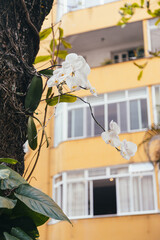 flowers in the city